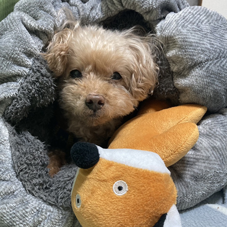 【枚方市 長尾メモリアルホール】お供えもの